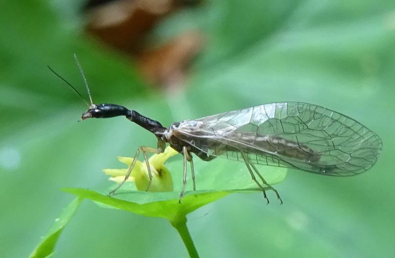 Raphidiidae: cfr. Dichrostigma flavipes